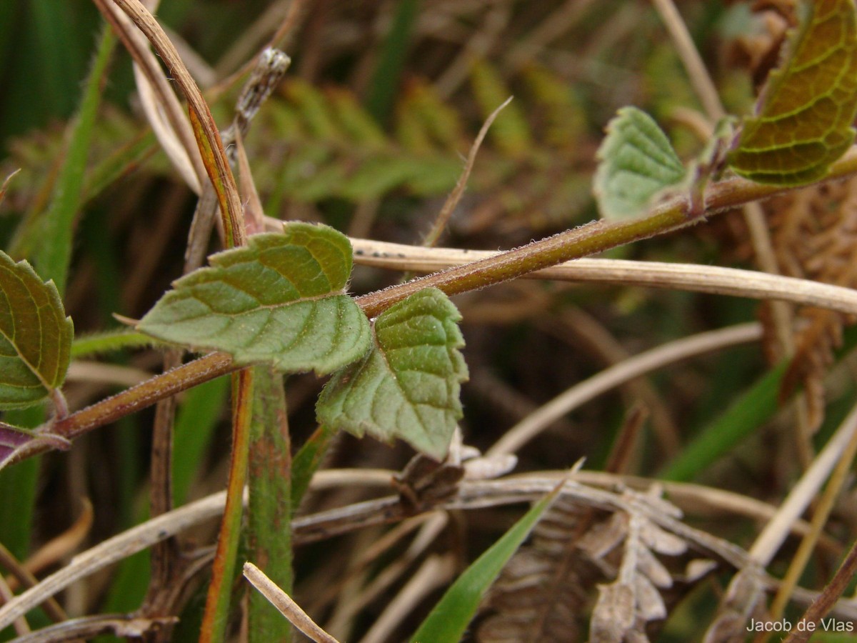 Clinopodium umbrosum (M.Bieb.) K.Koch